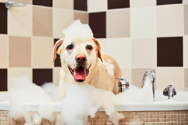 doginbath4